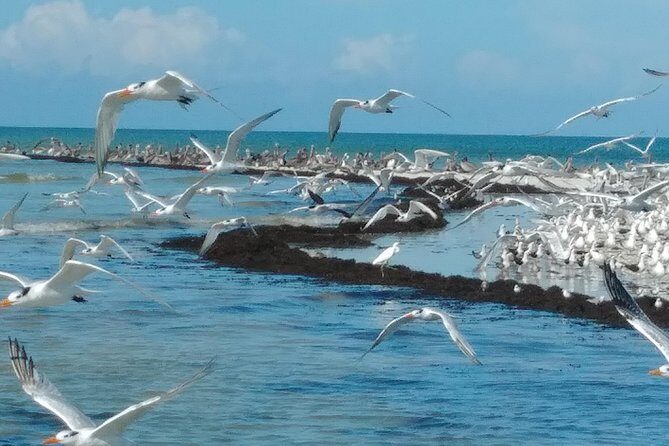 Two-Hour Everglades Dolphin, Manatee and Birding Boat Tour - Practical Details: What You Need to Know
