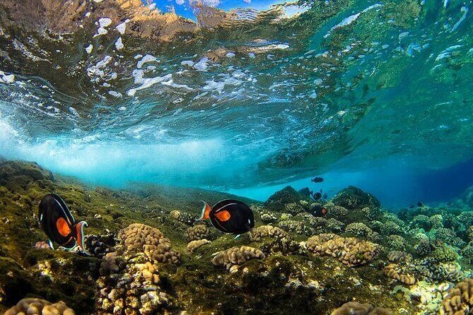 Two Stop Snorkel Adventure from Maui - Practical Details and Tips