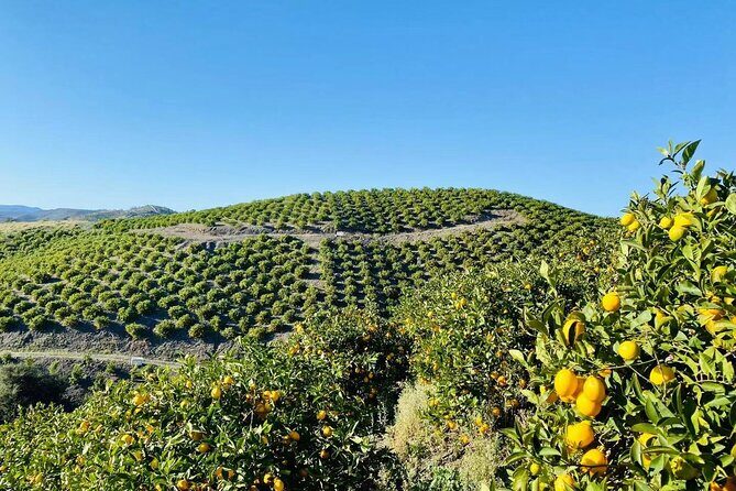 U-Pick - Tangerine and Lemon Picking at Sunmist Tangerine Farm - The Cost and Value
