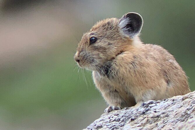 Uinta Mountains Birding and Nature Expedition - Exploring the Itinerary in Detail