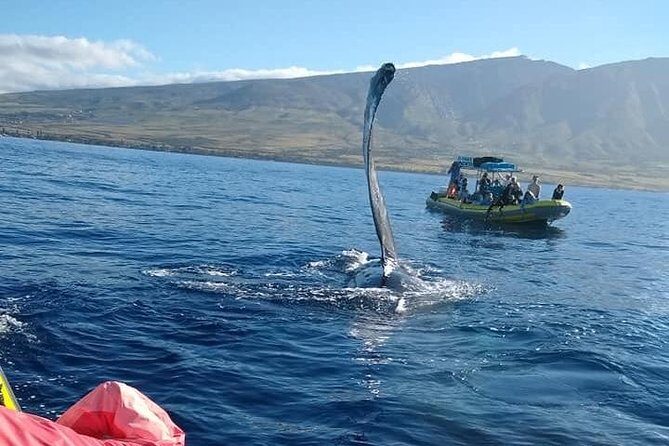 Ultimate 2 Hour Exclusive VIP Whale Watch Tour - The Itinerary in Detail