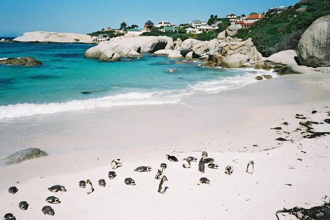 Ultimate Cape Point Tour from Cape Town - Full Day - The Experience: What Travelers Can Expect