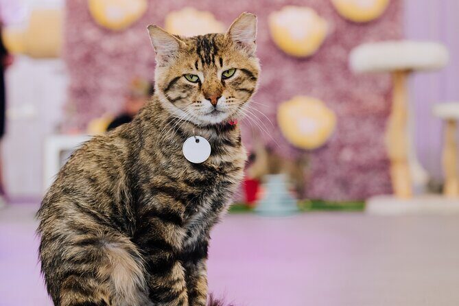 Ultimate cat experience at Austin's only cat cafe - Key Points