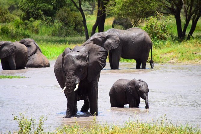 Ultimate Guide For The Best 4-Days Serengeti Safari in Tanzania - What Makes This Safari Stand Out