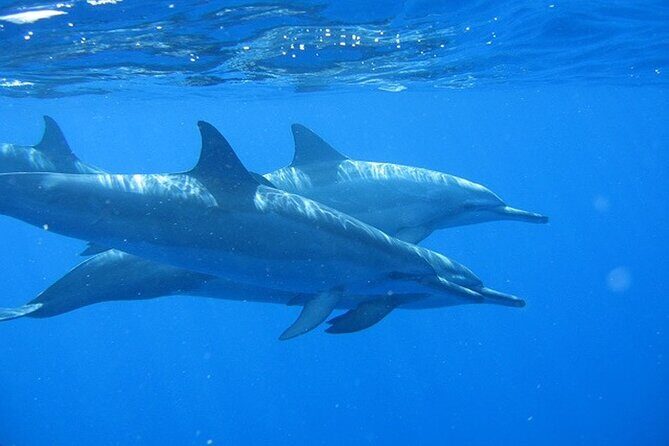 Ultimate Na Pali Coast Zodiac Boat Snorkeling and Sea Cave Tour - Who will love this tour?