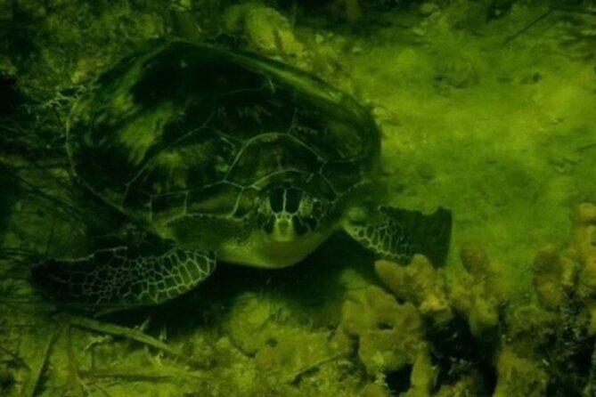 Ultimate Private Scalloping Adventure in Crystal River - What Travelers Are Saying