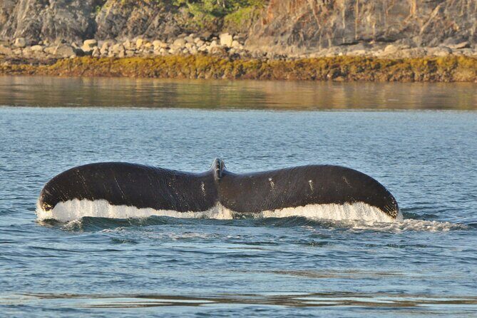 Ultimate Whale Watch and Tracy's Crab Shack Combo - The Itinerary in Detail