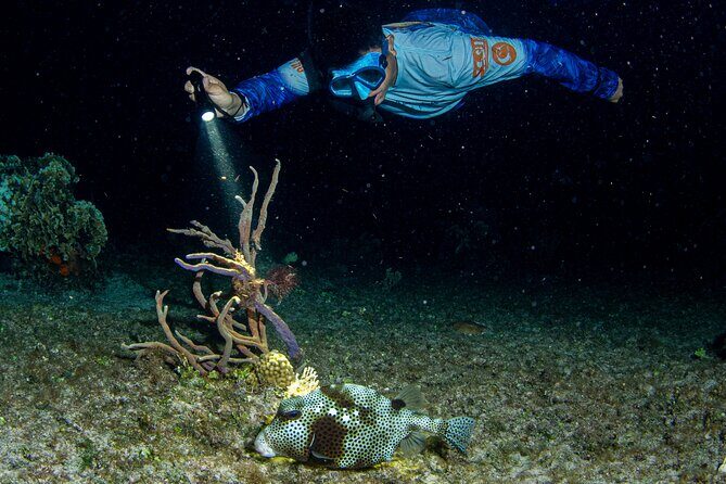 Under the Stars Twilight Snorkel and Seaside Dinner at Money Bar - What Travelers Can Expect and What They Should Know