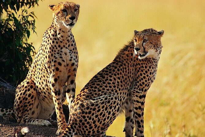 Unforgettable 5 days Tanzania Private Budget Camping safari - What You Get for the Price