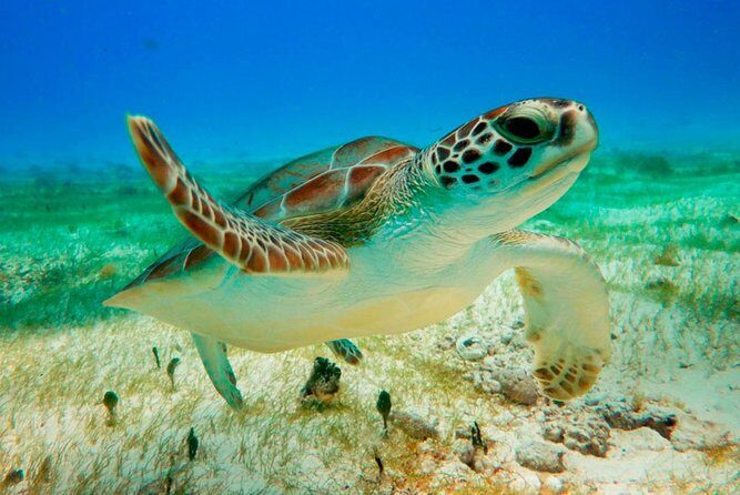 Unforgettable Snorkel Adventure in Cancun whit Transpotations - Final Thoughts