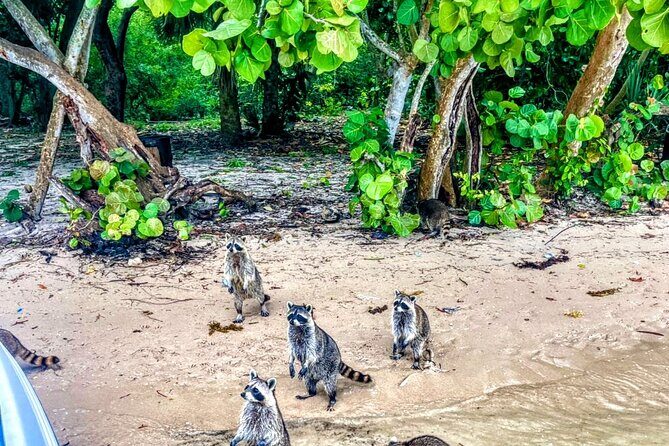 Unique 5 Hours-Boat Tour to Raccoon Island from Fort Lauderdale - Analyzing the Value