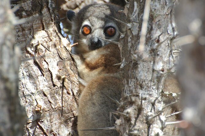 Unique Madagascar - Practical Aspects and Travel Experience