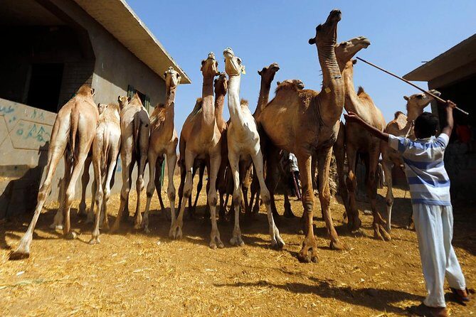 Unusual Tour To The Camel Market Of Birqash - Who Should Consider This Tour?