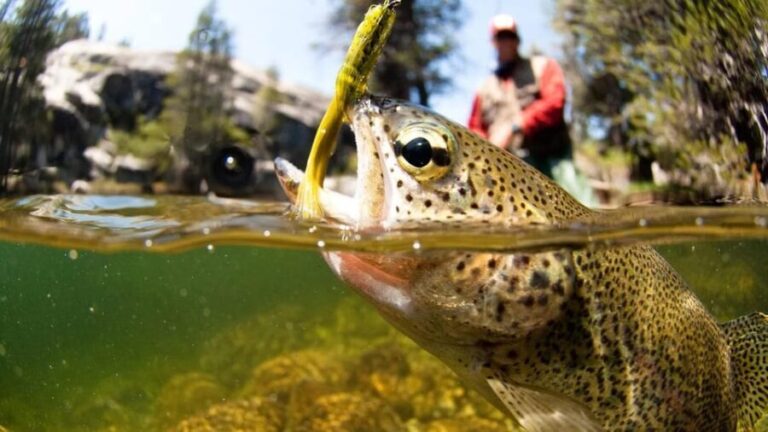 Upper Colorado River Guided Fly Fishing Trip - Practical Details and Recommendations