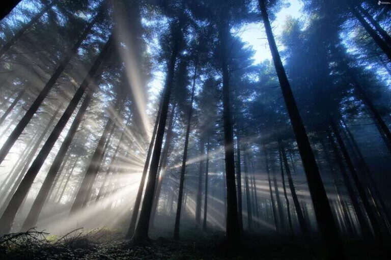 Valle de Bravo: Magical night at the forest - The Campfire Experience