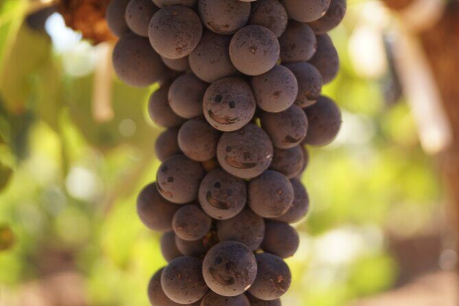 Valle de Guadalupe Private Wine Tour - FAQ