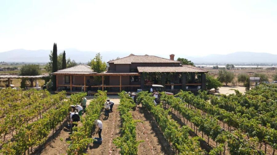 Valle de Guadalupe Tour: Wine Tastings Included