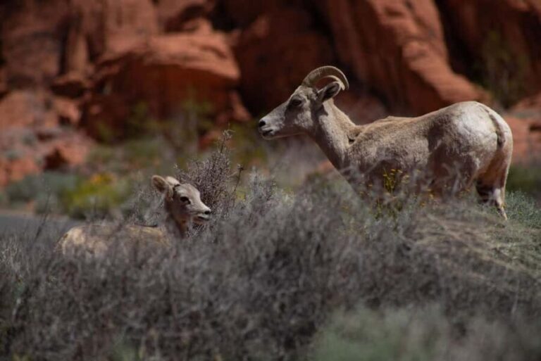 Valley of Fire Guided Hiking Tour & Mojave Desert Adventure - Scenic Desert Driving