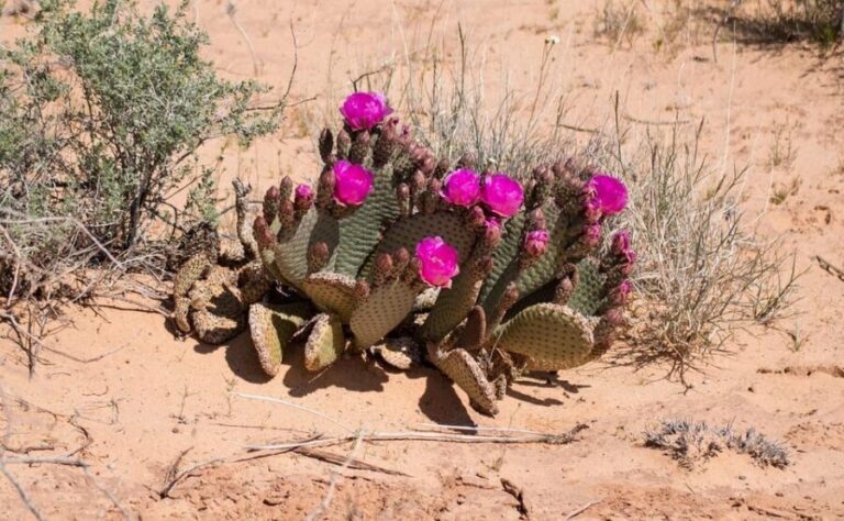 Valley of Fire VIP Small Group Tour From Las Vegas - A Walk Through Nevada’s First State Park