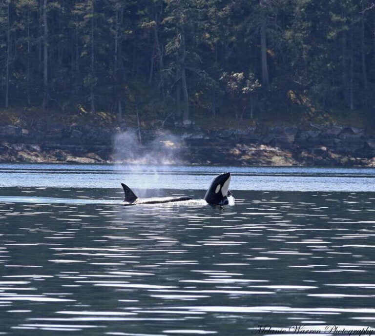 Vancouver, BC: Whale Watching Tour Small Zodiac with Guide - Authentic Encounters and Genuine Value
