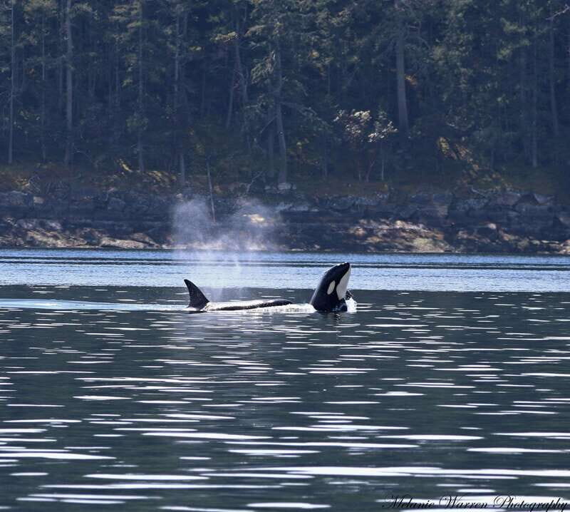 Vancouver, BC: Whale Watching Tour Small Zodiac with Guide - Authentic Encounters and Genuine Value