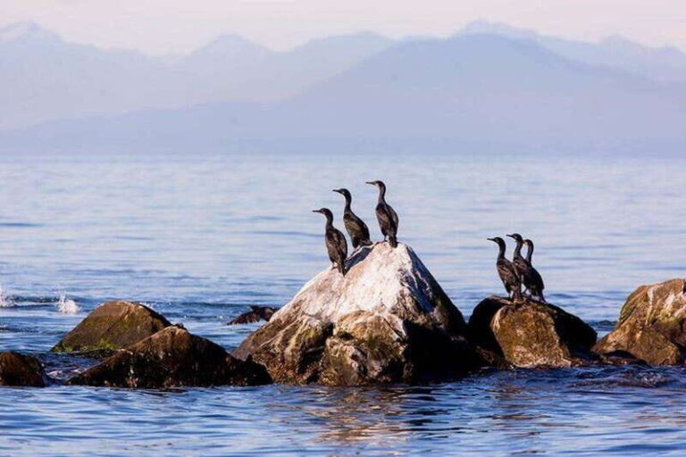 Vancouver, BC: Whale Watching Tour with Guide - Another Look at the Reviews