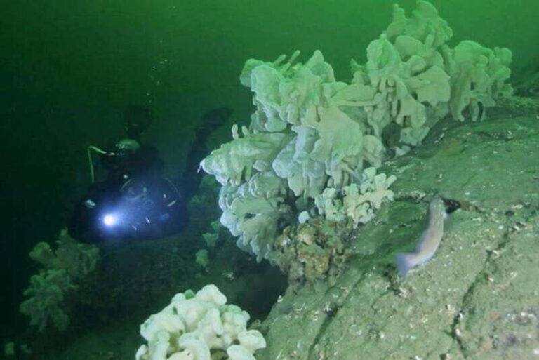 Vancouver: Boat Dive for Certified Diver, Tank & Weight Incl - The Itinerary and What to Expect