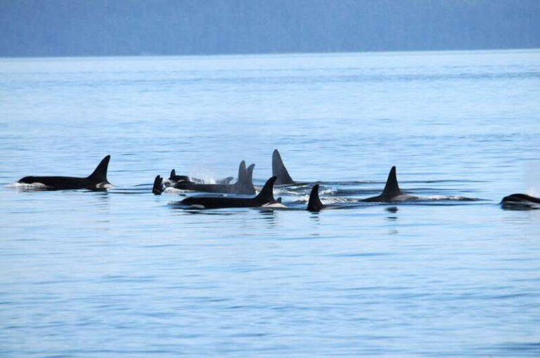 Vancouver: Covered Whale Watching Adventure with Free Photos - The Boat – Comfort and Design
