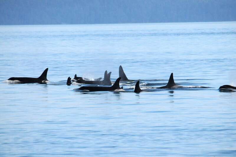 Vancouver: Covered Whale Watching Adventure with Free Photos - The Boat – Comfort and Design