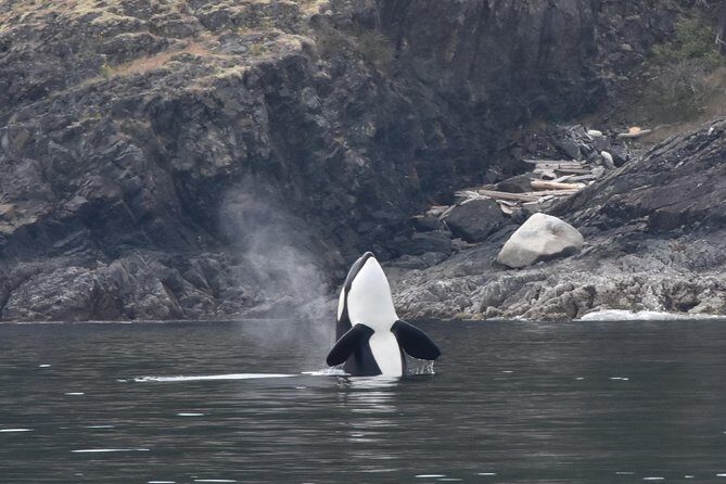 Vancouver Half-Day Whale Watching Adventure with Free Photos - The Sum Up: Is It Worth It?