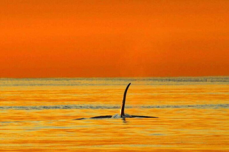 Vancouver Island: Cowichan Bay Sunset Whale Watching Tour - The Experience in Detail