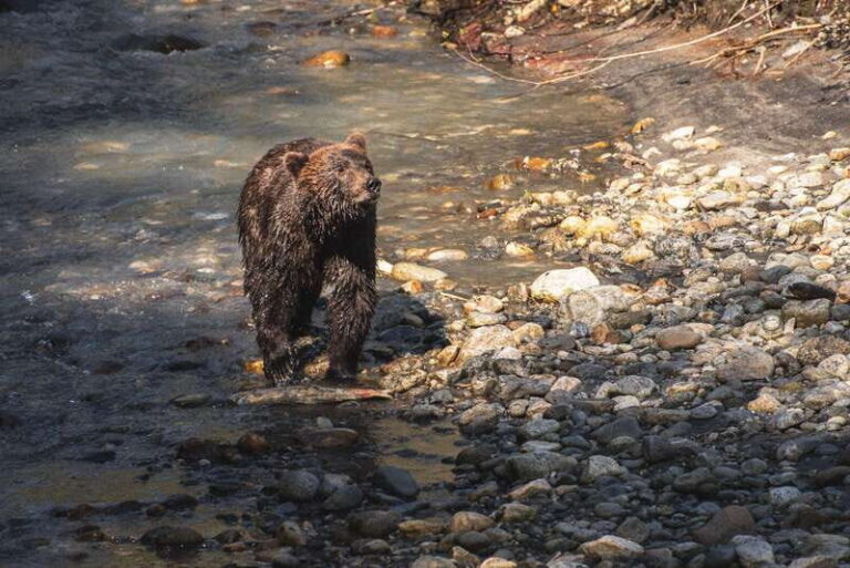 Vancouver Island: Full-Day Grizzly Bear Tour at Toba Inlet - What’s Included and What to Keep in Mind