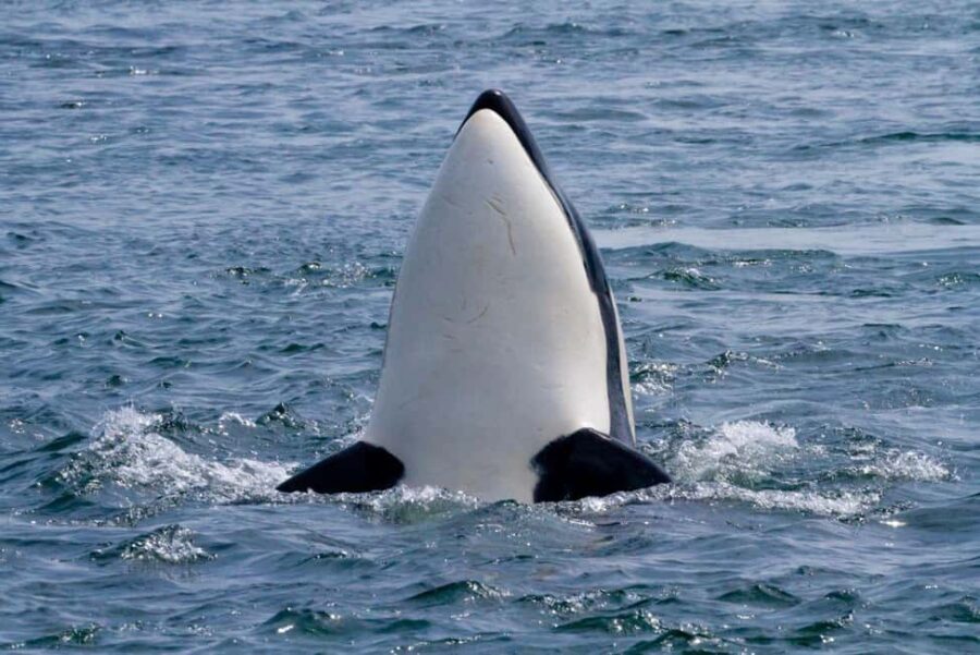Vancouver Island: Whale Watching Tour - The Itinerary and What to Expect