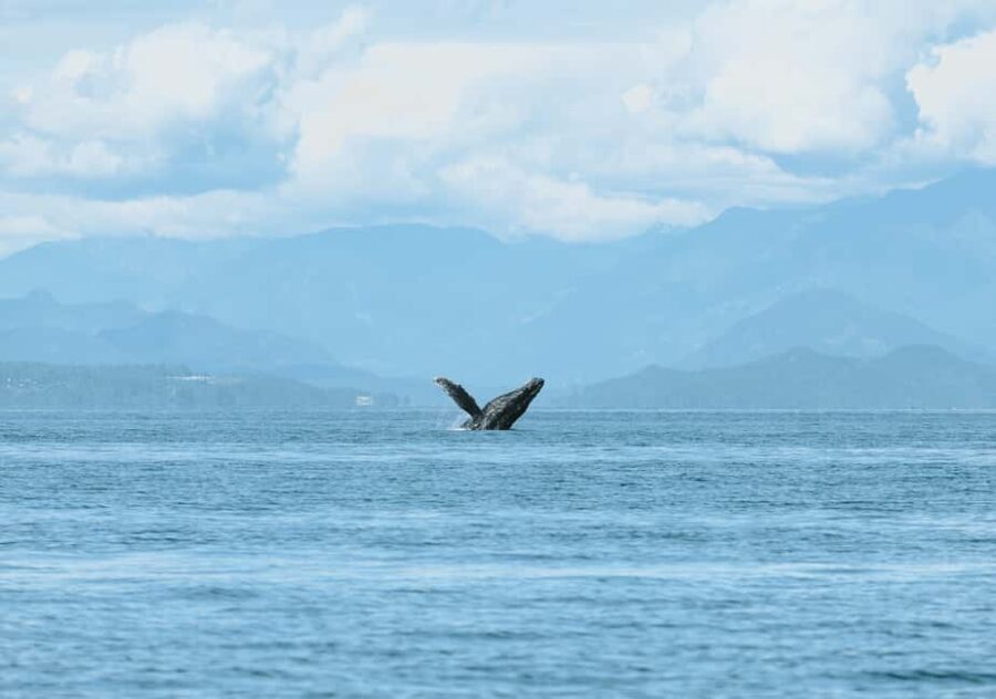 Vancouver: Open-air Whale Watching Tour, Granville Island - FAQ