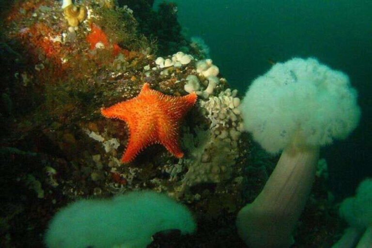 Vancouver: Scuba Dive Boat Charter - What You Can Expect on the Day