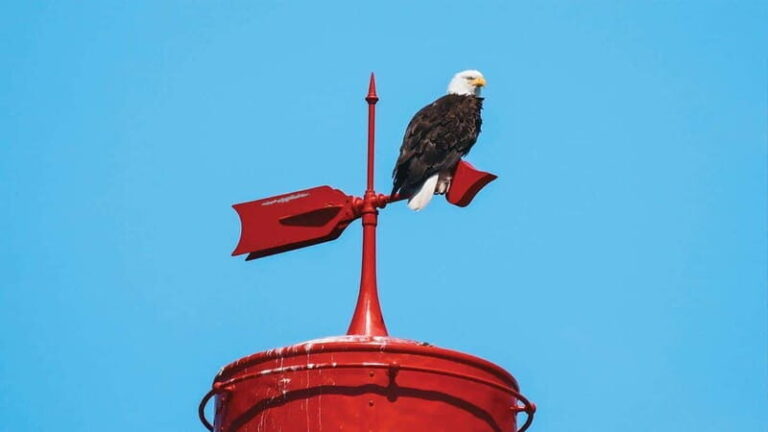 Vancouver: Waterfront Sightseeing Tour - City and Nature - Who Will Love This Tour?