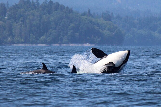 Vancouver Whale Watching Adventure with City tour - Who Will Love This Tour?