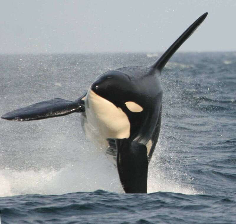 Vancouver Whale Watching Safari - What to Expect from the Tour
