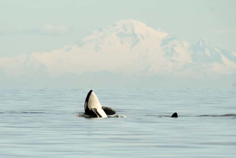 Vancouver: Zodiac Whale Watching Tour from Granville Island - The Sum Up