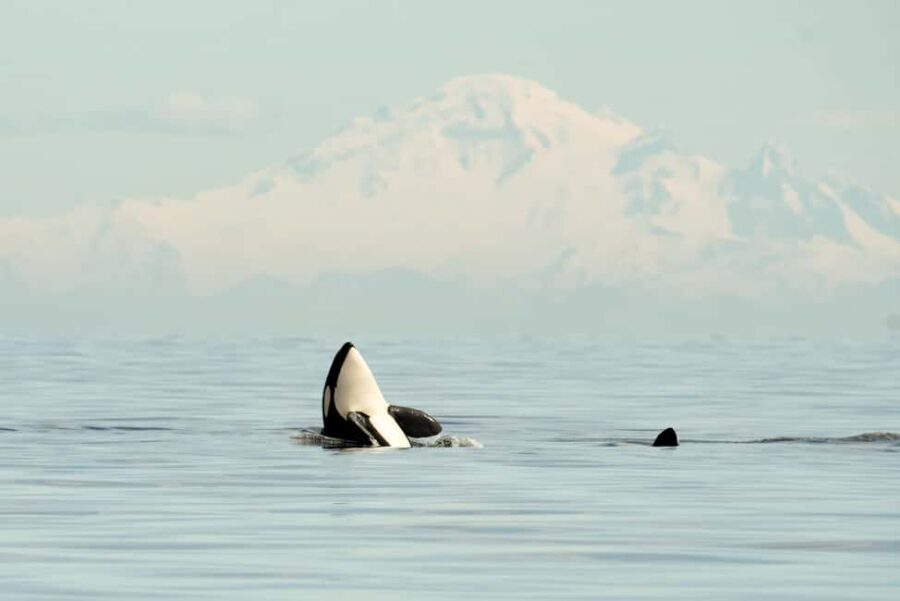 Vancouver: Zodiac Whale Watching Tour from Granville Island - The Sum Up