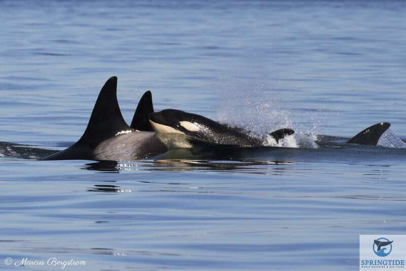 Victoria: 3-Hour Whale Watching Tour