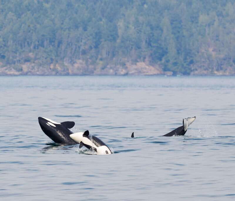 Victoria: 3-Hour Zodiac Whale-Watching Tour