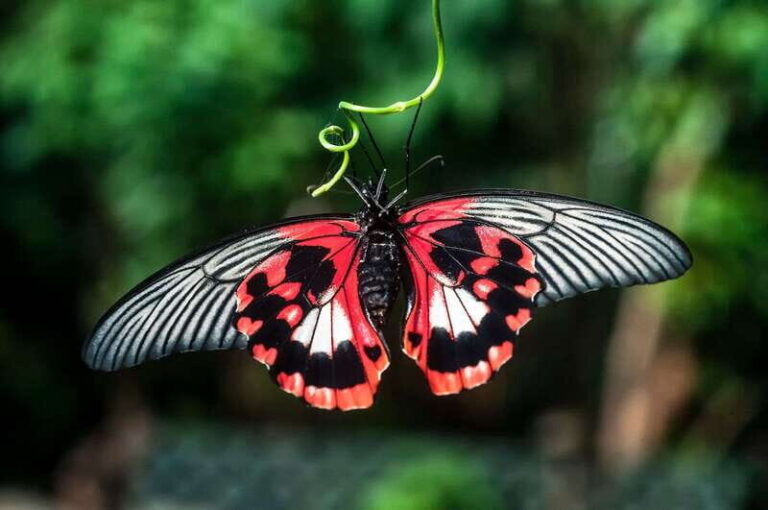 Victoria: Butterfly Gardens Admission Ticket - Who Should Visit?