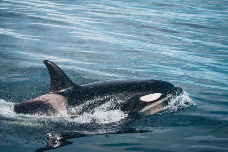 Victoria: Covered Whale Watching Adventure with Free Photos - What Makes the Experience Special?