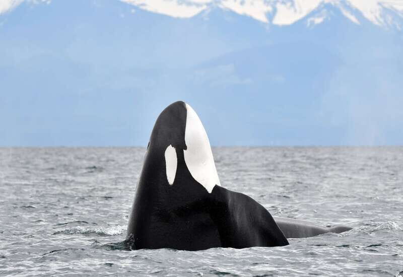 Victoria: Guided Wildlife-Watching Tour by Catamaran - Authentic Traveler Feedback