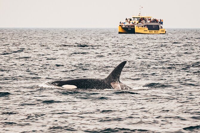 Victoria Half-Day Whale Watching Adventure with Free Photos - The Value of a Well-Designed Tour