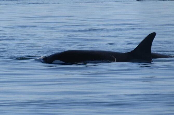 Victoria Highlights & Whale Watching Tour - Authentic Traveler Insights
