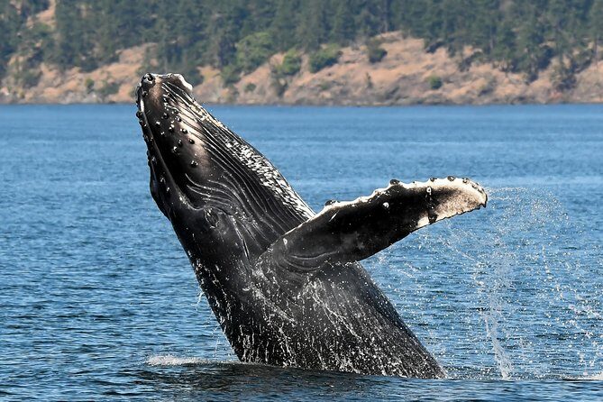 Victoria Marine Wildlife Tour - Why This Tour Might Be Perfect for You