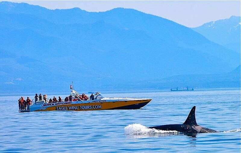 Victoria: Morning Whale-Watching Tour in Scarab Boat - The Value of the Experience