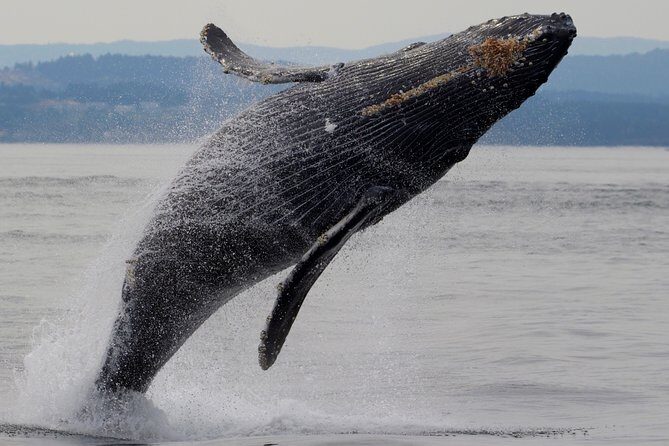 Victoria Shore Excursion: Whale-Watching Cruise with Expert Naturalist Guides - Who Will Love This Tour?